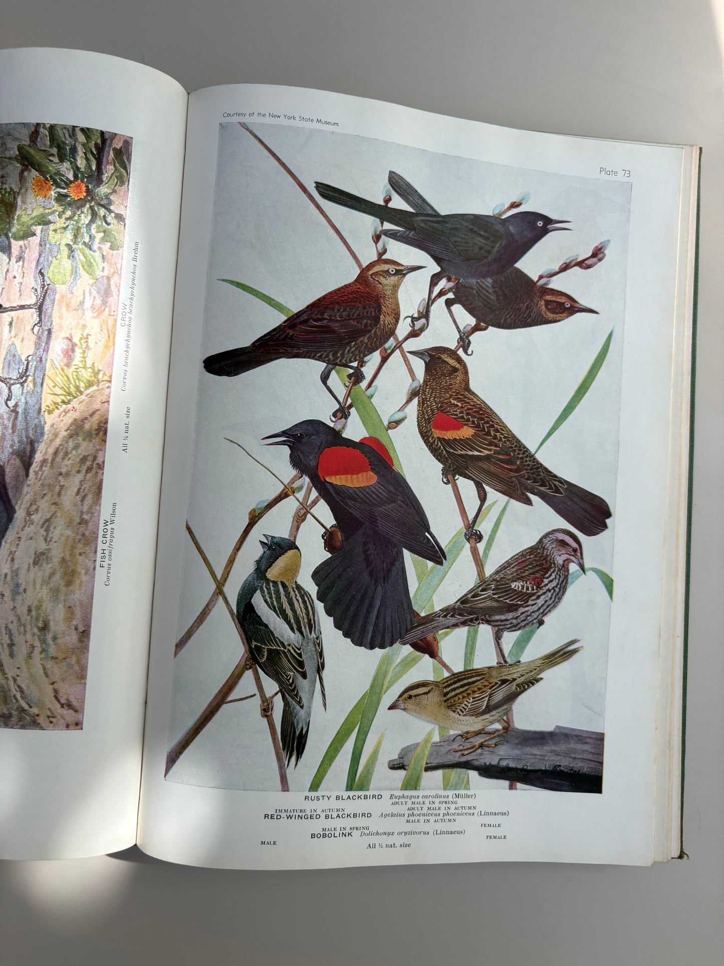 1936 Edition of Birds of America