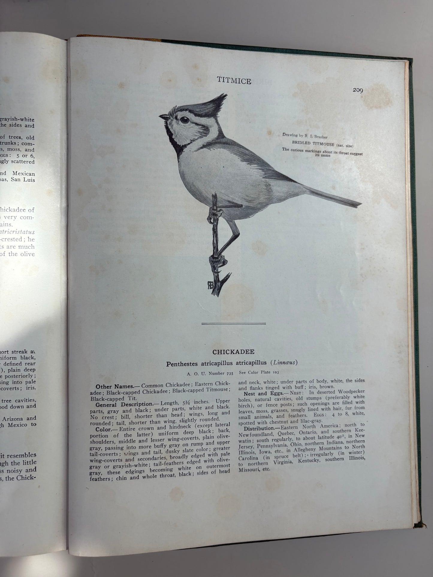 1936 Edition of Birds of America